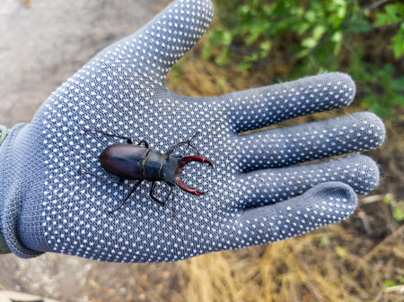 A person holding a beetle in their hand.