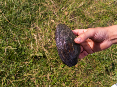 A person holding a black shell in their hand.の写真素材