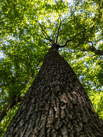 A tall tree in the middle of a forest with green leaves.
