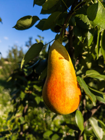 A ripe pear hanging from a tree branch with green leaves.の写真素材