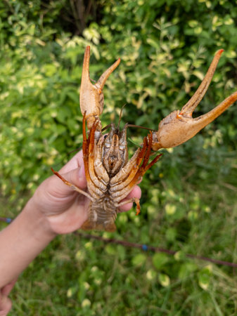 A person holding a large crayfish in their hand.の写真素材
