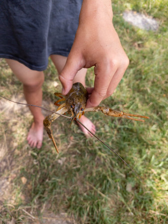 A person holding a crayfish in their hand in the grass.の写真素材
