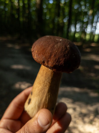 A person holding a brown mushroom in their hand.の写真素材