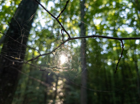 A spider web in the middle of a forest with the sun shining through it.の写真素材