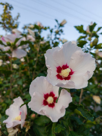 A group of white and red flowers with green leaves.の写真素材
