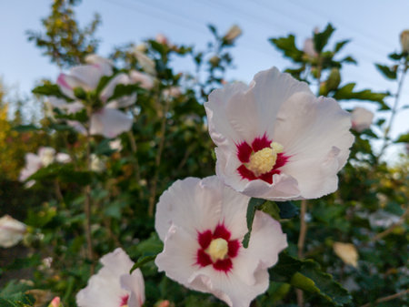 A group of white and red flowers with green leaves.の写真素材