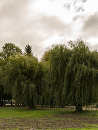 A group of trees that are in a grassy field.の写真素材
