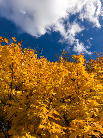 A tree with yellow leaves against a blue sky with clouds.