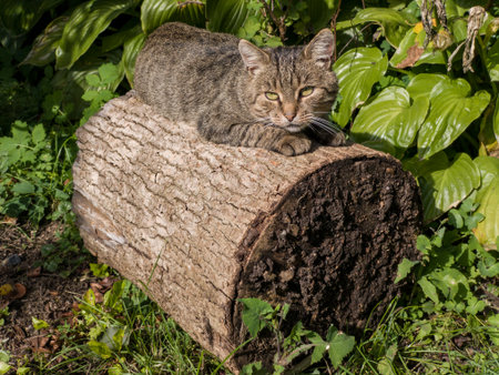 A cat laying on top of a log in the grass.の写真素材