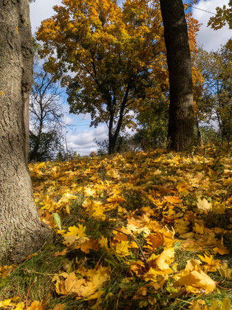 A field of yellow leaves on the ground next to a tree.