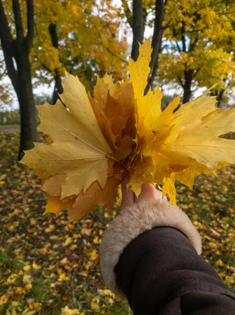 A person holding a yellow leaf in their hand.