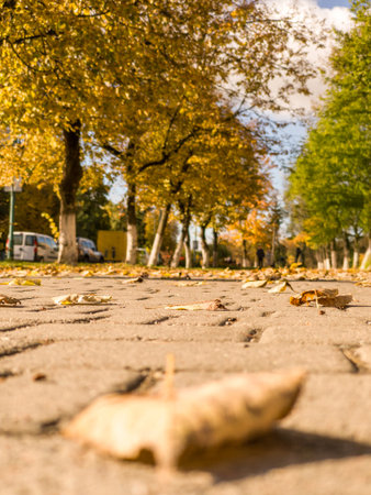 A leaf laying on the ground in front of a building.の写真素材