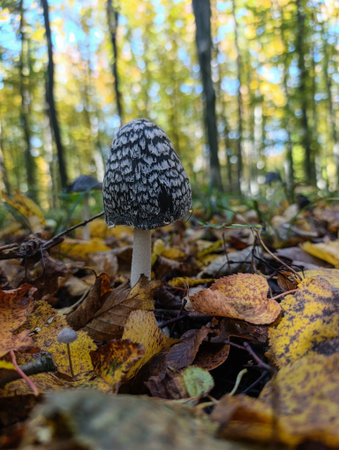 A black and white mushroom sitting on the ground in the woods.の写真素材