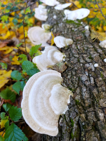 A group of mushrooms growing on a tree trunk in the woods.の写真素材