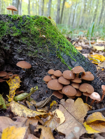 A group of mushrooms growing on a tree stump in the woods.の写真素材