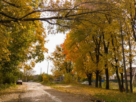 A dirt road in the middle of a forest with yellow and orange leaves.の写真素材