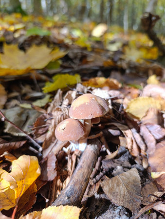 A group of mushrooms sitting on the ground in the woods.の写真素材
