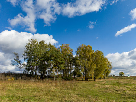 A grassy field with trees in the background and a blue sky.の写真素材