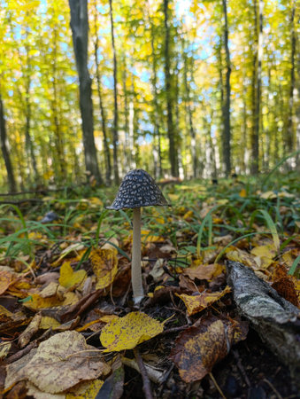 A small mushroom in the middle of a forest filled with leaves.の写真素材