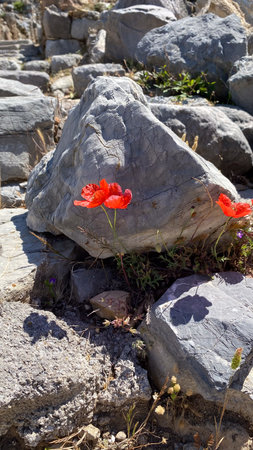 A red flower sitting on top of a large rock.の写真素材