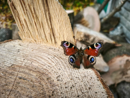 A butterfly sitting on top of a tree stump.の写真素材