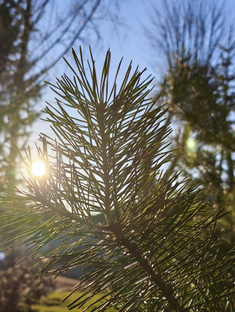 Close-up of a vibrant pine branch backlit by golden morning sunlight. Radiant needles create a soft...