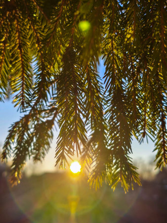Golden hour sunlight filters through vibrant pine branches, casting warm rays and soft bokeh. Serene...
