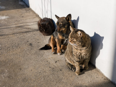 Three companions - a fluffy black cat, a puppy, and a tabby cat - sit closely together against a...