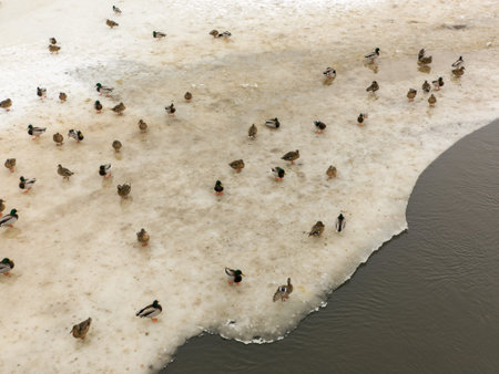 Aerial perspective captures a serene scene of numerous ducks resting on a partially frozen pond. The...