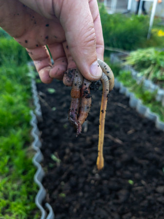 A person holding a worm in their hand in a garden.