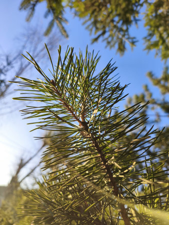 A vibrant close-up captures the intricate details of a pine branch, with sunlit needles shimmering...