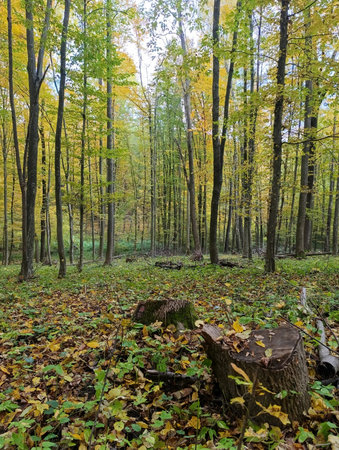 A forest filled with lots of trees covered in leaves.