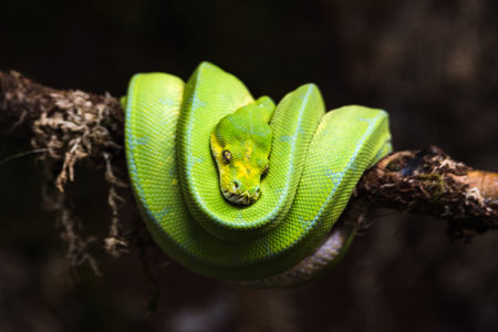 reptile green blue on branch aquarium pet zoo home snake posion small head tongue eyes look walk...