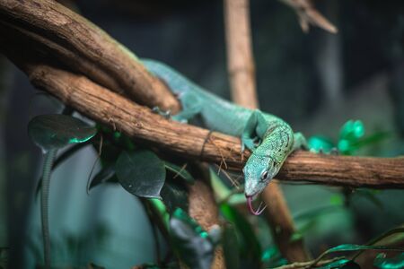 reptile green blue on branch aquarium pet zoo home cute lizard head tongue eyes look walk exotic rare speciesの写真素材