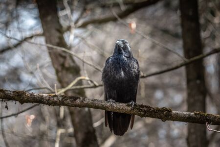Raven sitting on the branch crow dark bird bokehh sharp focus forest depth space for text brownの写真素材