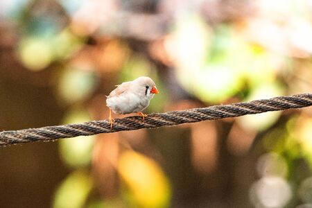 Stork-billed Kingfisher Beautiful bird perching on the branch zoo munich feeder eat fruit natureの写真素材