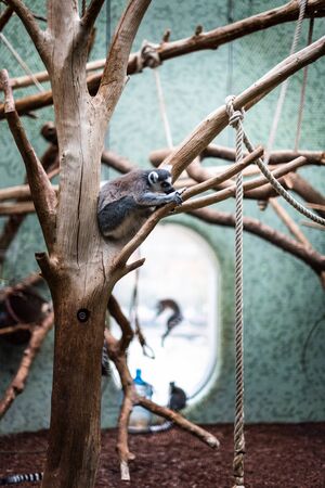 Ring tail lemur sleeping on branch zoo germany munich enclosure background jumping activity life monkey tree bokeh sharp focus space for textの写真素材