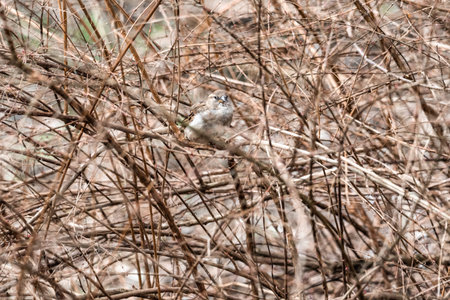 hidden sparrow in tree branches focus bokeh summer spring bird flying common city urban cute small...