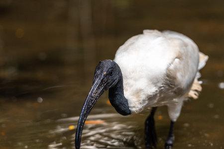 White Ibis juvenile bird close-up profile view with rock background, displaying spread wings, brown...