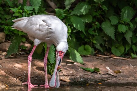 White birds, long legs, living in the pond at the parkの写真素材