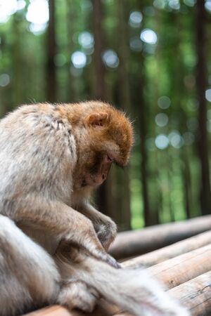 macaque monkey portrait with rainforest backgroundの写真素材