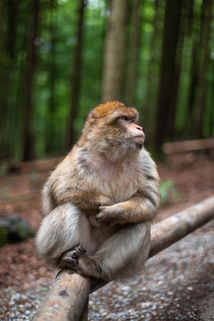 macaque monkey portrait with rainforest background