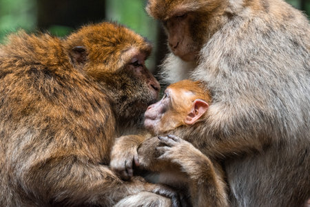 Monkey family at sacred monkey forest germany Close up Monkey baby monkey cute fluffy kid