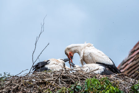white storks Ciconia ciconia during nest building with one stork sit on eggs