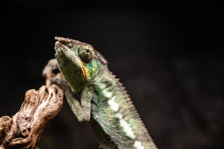 Green chameleon sitting on a rock and looking to the right with a black background