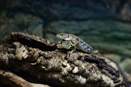 Green lizard with a long tail standing on a piece of wood