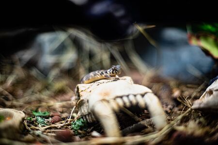 Leopard gecko lizard close up macro Cute Leopard gecko portrait Eublepharis macularius Leopard gecko on the rock on glassの写真素材