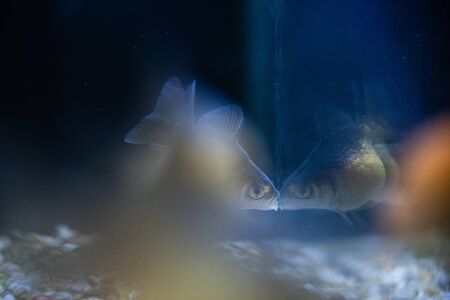 Goldfish with copy space front eye focus mouth openの写真素材