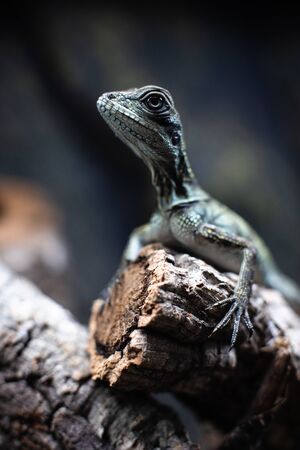 Green lizard with a long tail standing on a piece of woodの写真素材