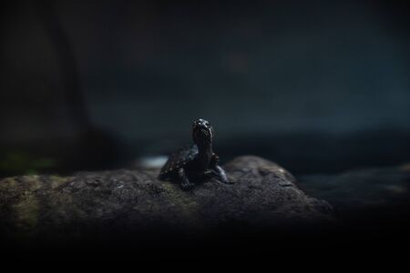 Cute turtle on stone aquarium natural look cute minimalistic dramaticの写真素材